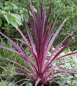 Cordyline : variétés, plantation et entretien