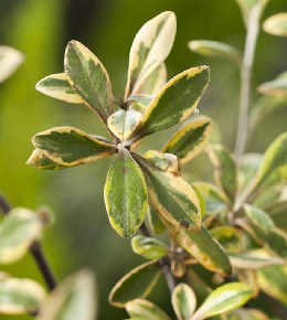 Corokia : variétés, plantation et entretien
