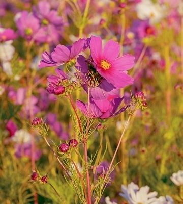 Cosmos bipinnatus