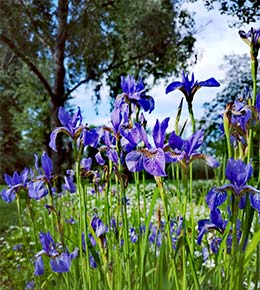 iris jardin