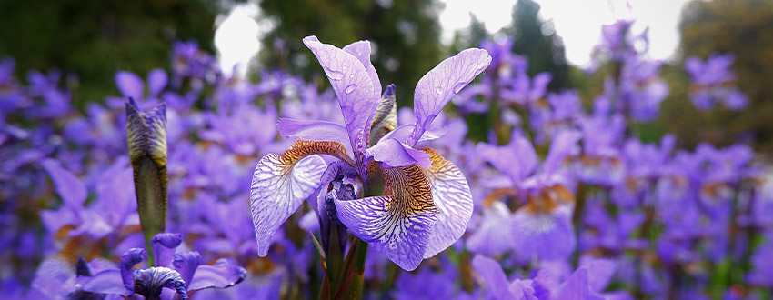 fleurs iris
