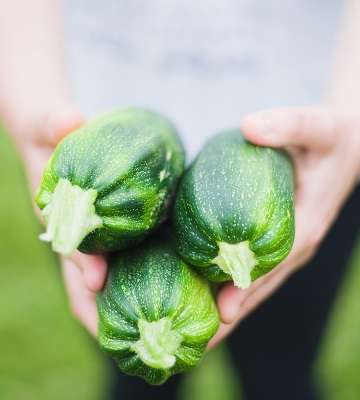 plantation courgette