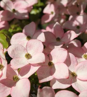 entretien cornouiller