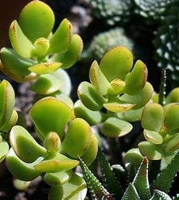 crassula plante grasse
