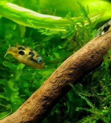 decor amazonien aquarium