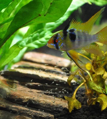 Acheter Fish Tank Aquarium Premier Plan Plante Plante Graines Eau Herbe  Décor Jardin