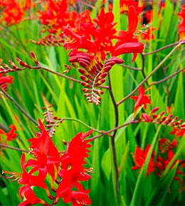 Crocosmia zoom