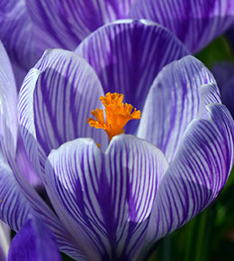 crocus