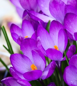 Crocus safran  : plantation, culture et récolte