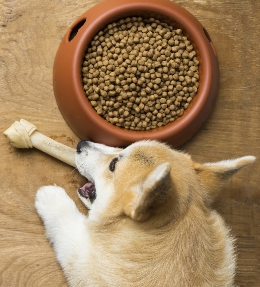 nourriture chien