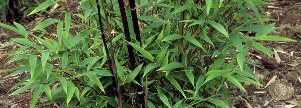 Pousses de bambou : comment les cuisiner ?