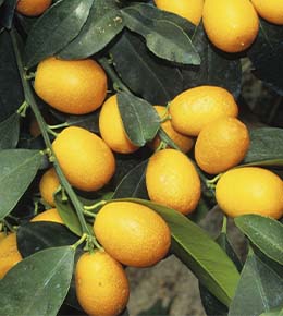 arbre kumquat