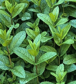 plantation menthe