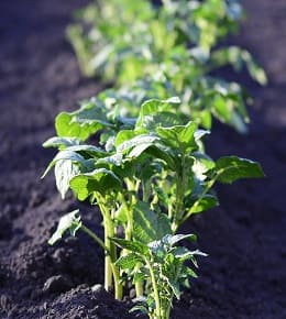 potager permaculture