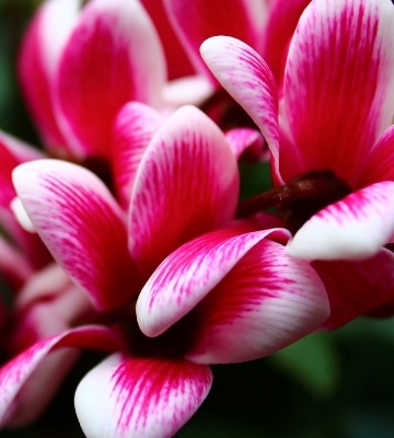 Entretien cyclamen intérieur et extérieur