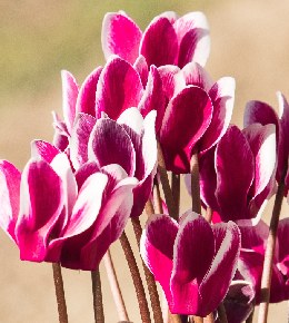 Conseils d'entretien du cyclamen 