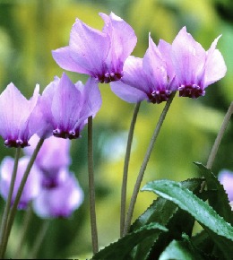 Conseils de plantation du bulbe du cyclamen 