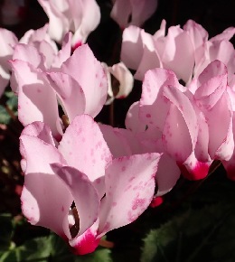 Conseils pour le traitement des maladies du cyclamen 