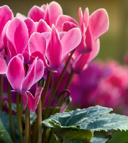 Cyclamen de Naples : comment bien l'entretenir ? 