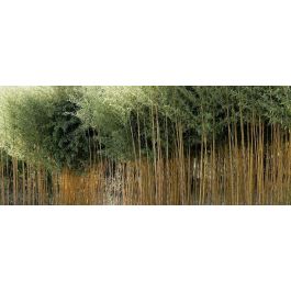 Phyllostachys Bambou Tracant Truffaut