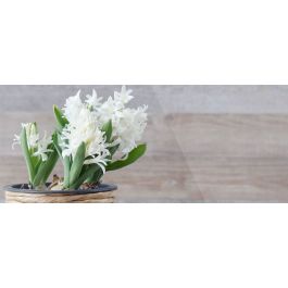 Jacinthe Conseils De Plantation Et D Entretien Truffaut