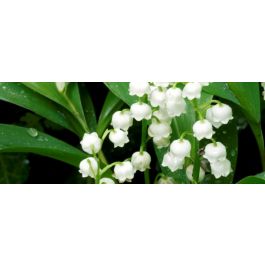 Muguet Conseils De Plantation Et D Entretien Truffaut