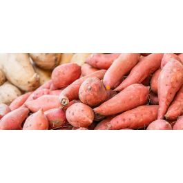 Patate douce : plantation, culture et récolte | Truffaut