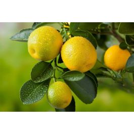 Quelle Exposition Pour Un Citronnier En Pot Planter Et Entretenir Votre Citronnier Truffaut