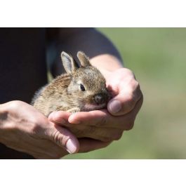 lapin truffaut - lapin nain truffaut