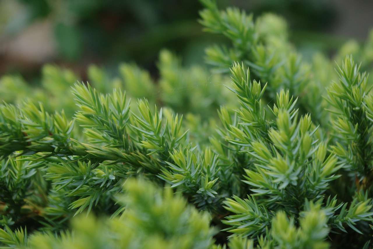 Arbre Persistant Croissance Rapide