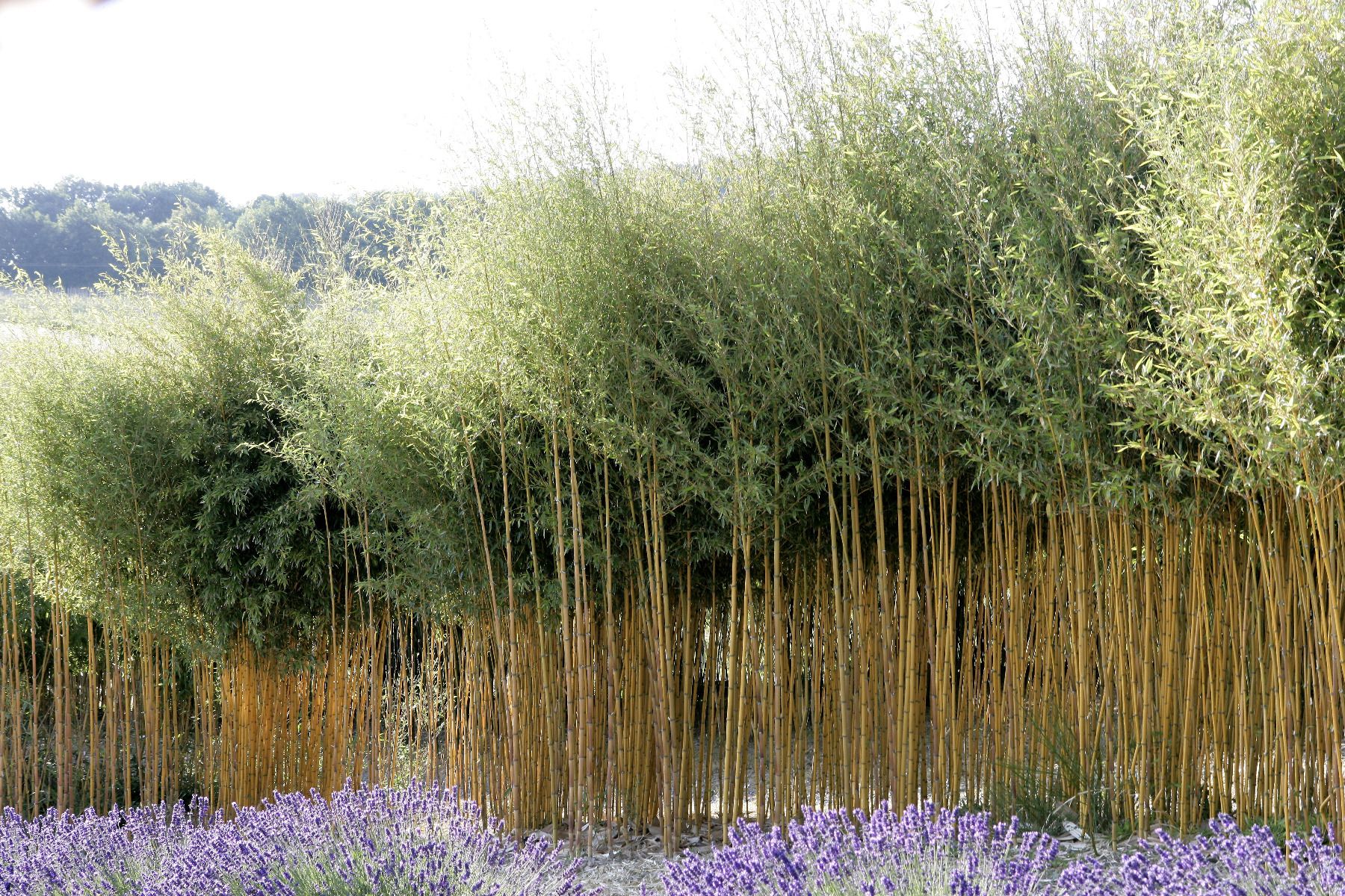 Le phyllostachys un bambou  tra ant Truffaut  Truffaut 