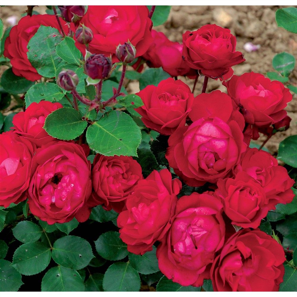 Bouture De Rosier A Partir D Une Rose Comment réussir sa bouture de rosier ? | Truffaut | Truffaut