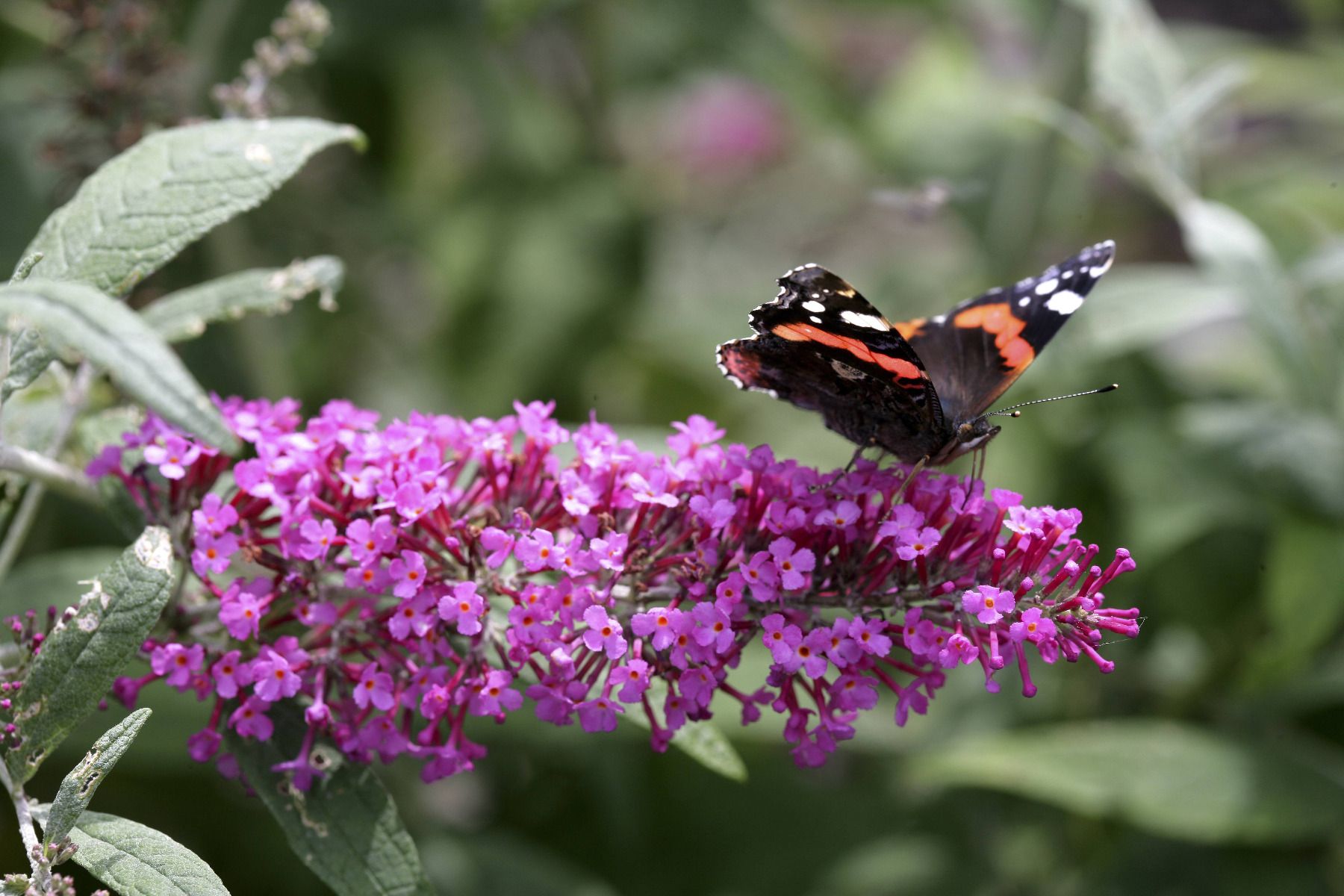 Cultiver le buddleia (ou arbre aux papillons) Truffaut Truffaut