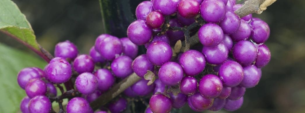 Callicarpa Varietes Plantation Entretien Truffaut