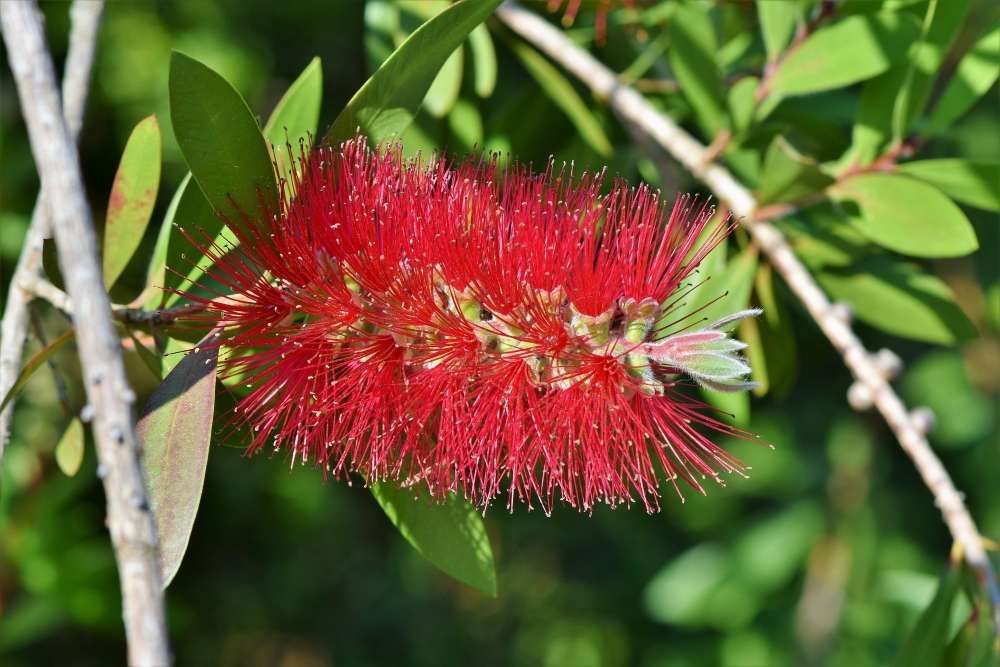 Callistemon Conseils De Plantation Et D Entretien Truffaut