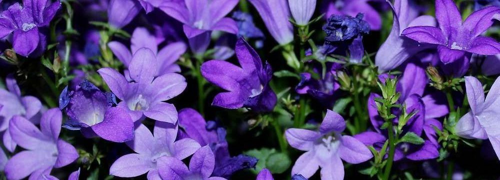 Campanule Conseils De Plantation Et D Entretien Truffaut