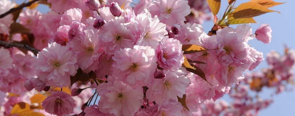 Cerisier Du Japon Varietes Plantation Et Entretien Truffaut