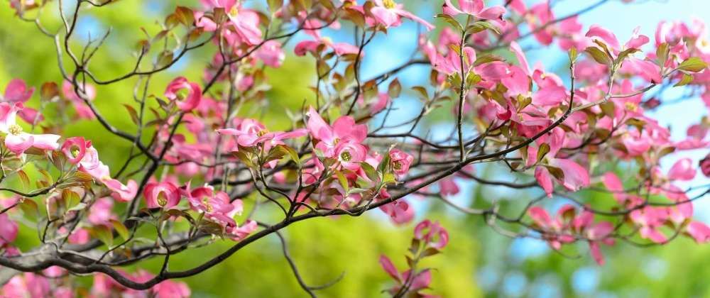 Cornouiller Plantation Entretien Et Taille Truffaut