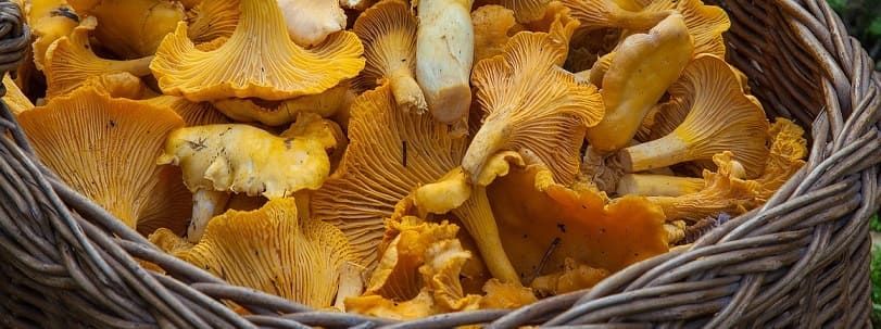 Cultiver Des Champignons Comestibles A La Maison Truffaut