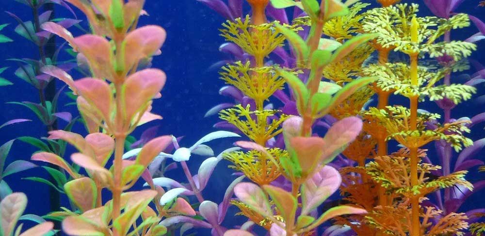 Comment Creer Et Entretenir Un Aquarium En Aquascaping Truffaut