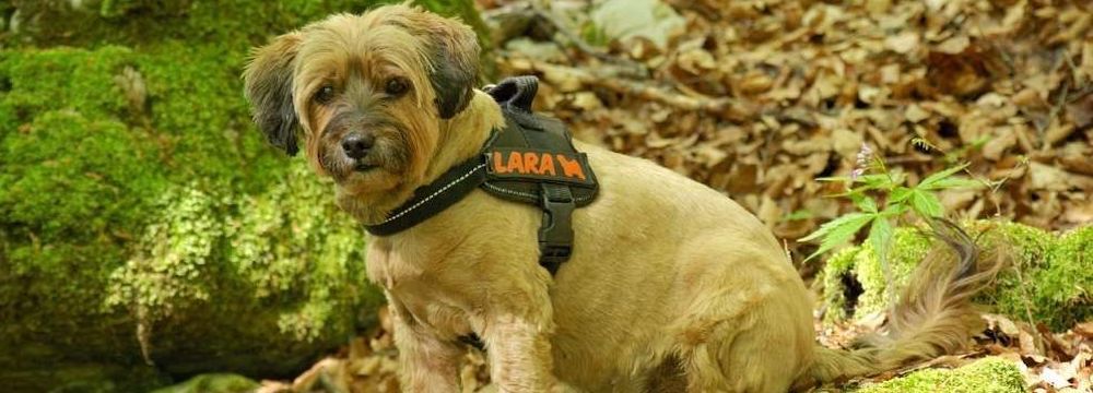 Harnais Pour Chien Tailles Conseils Truffaut