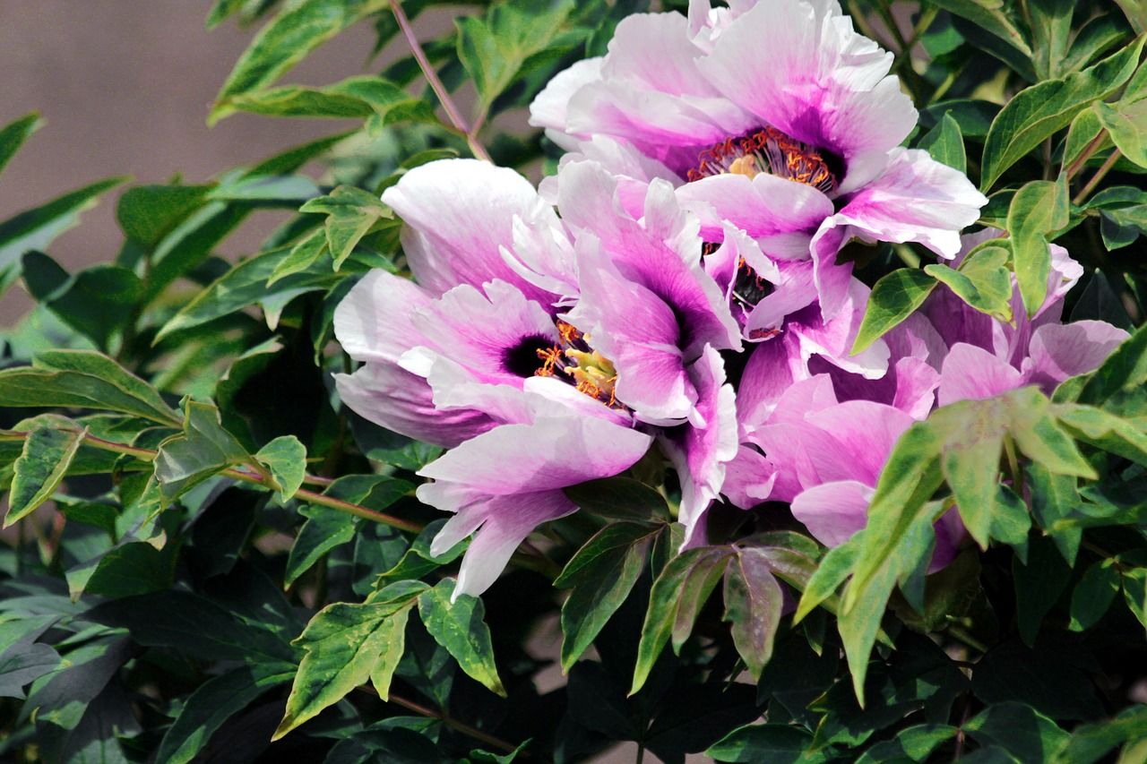 Pivoine arbustive variétés, plantation et entretien Truffaut Truffaut
