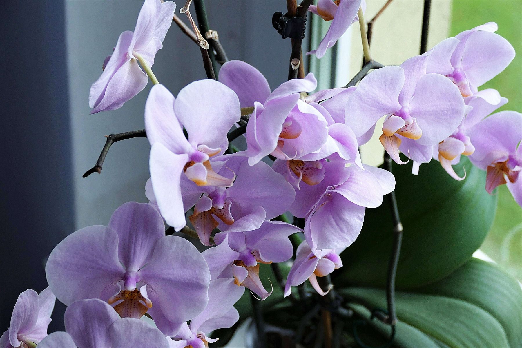 100 Génial Concepts Comment S Occuper D Une Orchidée En Pot