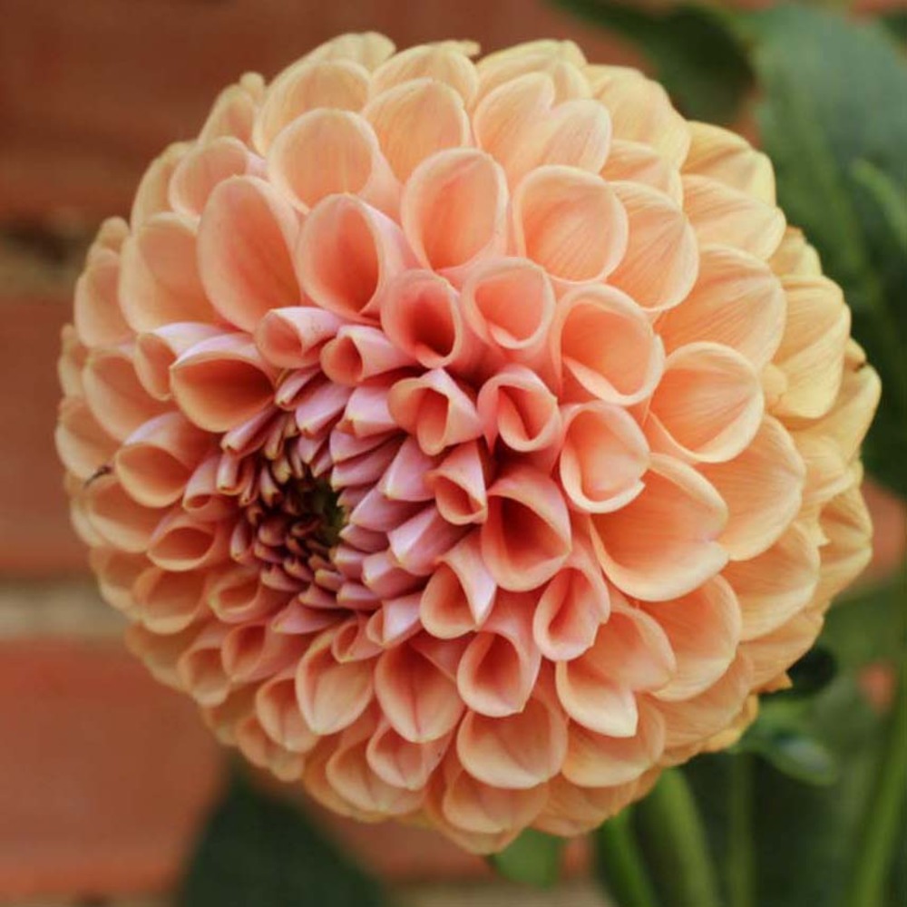 Dahlia balle 'cornel bronz' bulbe calibre i