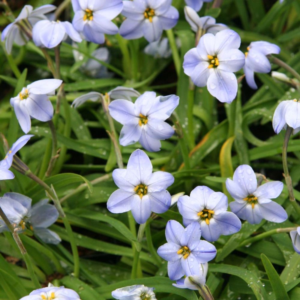 Ipheion 'rolf fiedler' bulbe calibre i (par 20)