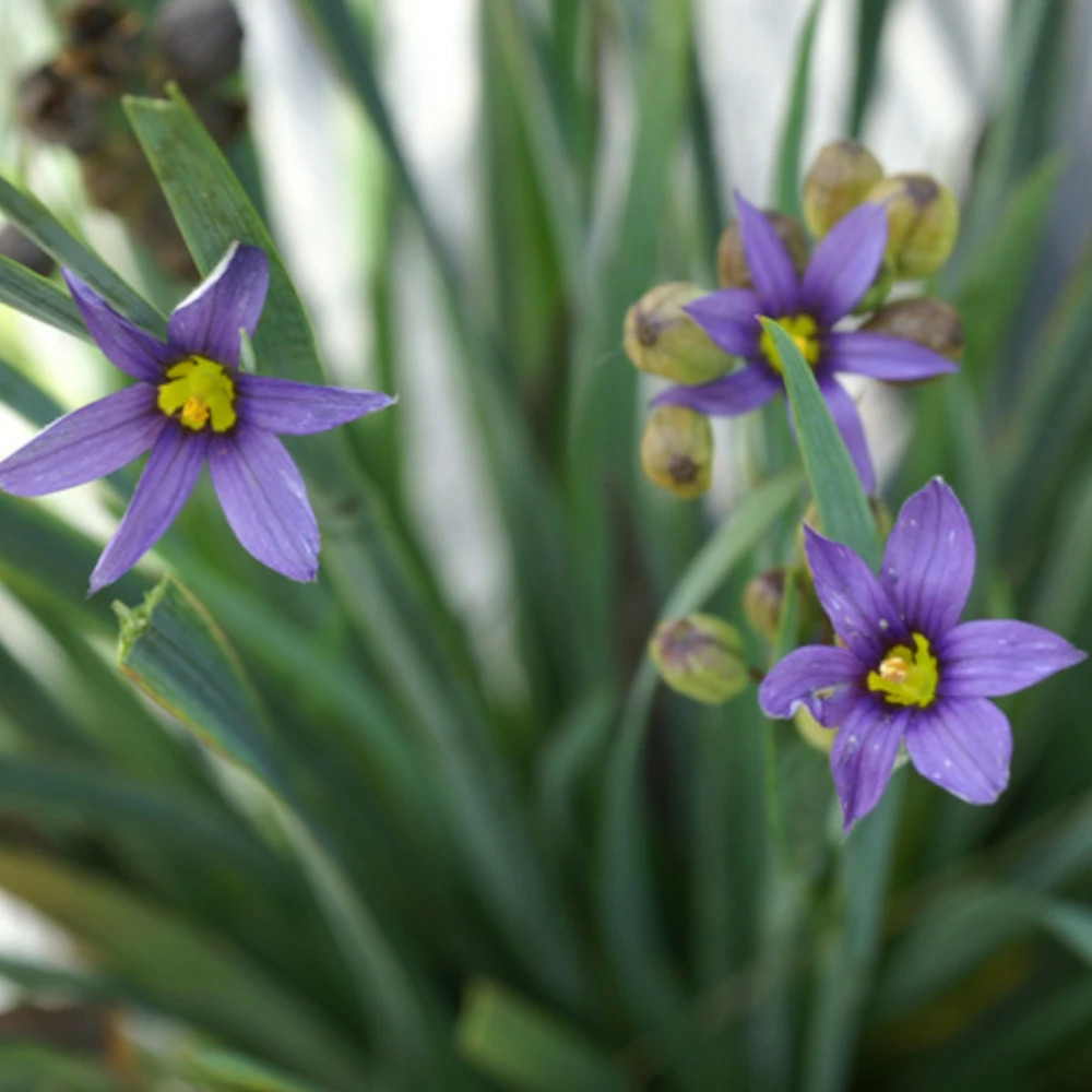 Bermudienne idahoense lot de 3 godets