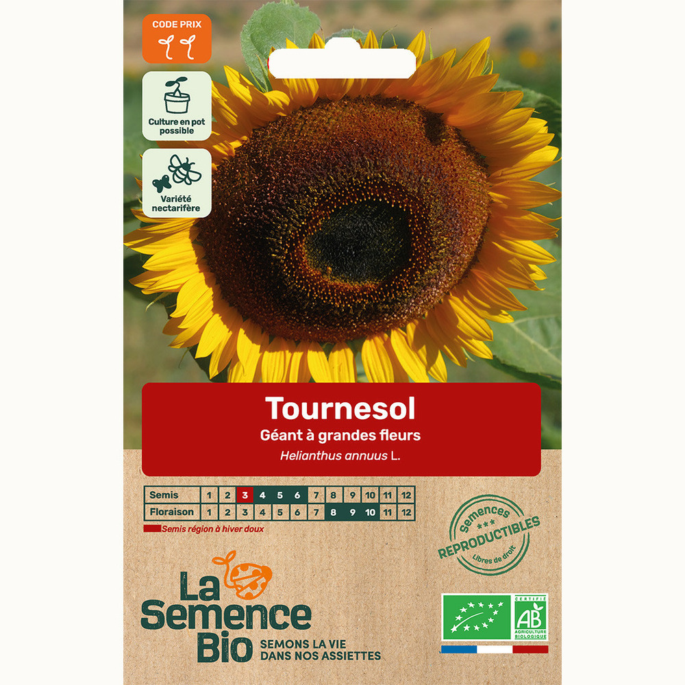 Tournesol géant à grandes fleurs - graines bio