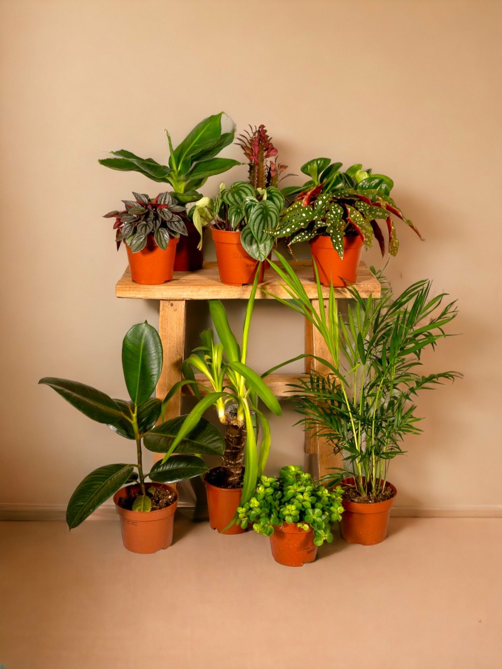 Plante d'intérieur - box de 8 plantes suprises 30cm