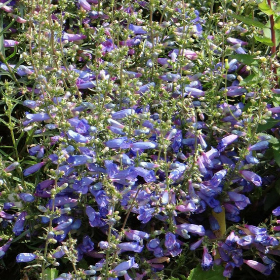 Penstemon blue spring godet - 5/20 cm