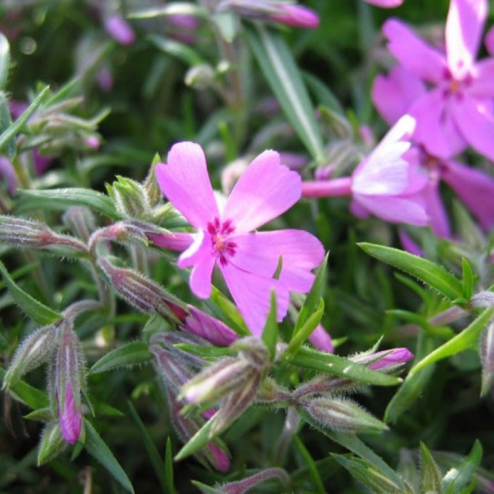 Phlox mousse 'moerheimii' godet de 8/9 cm